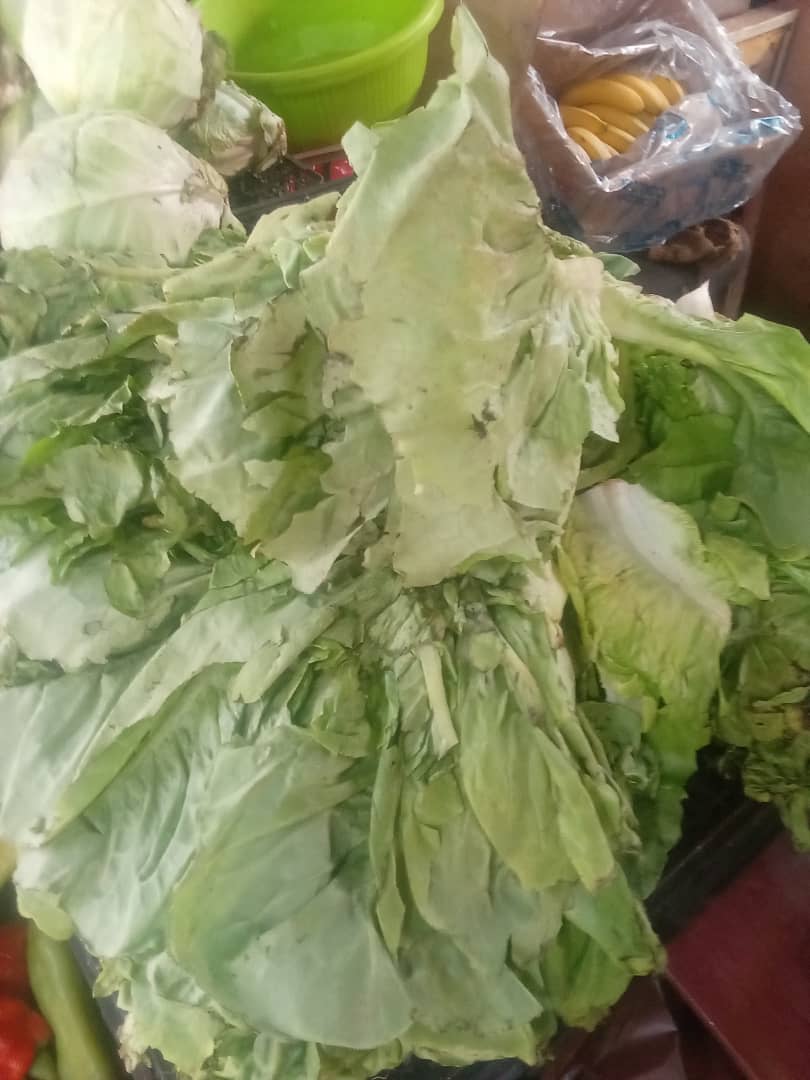 Lechuga