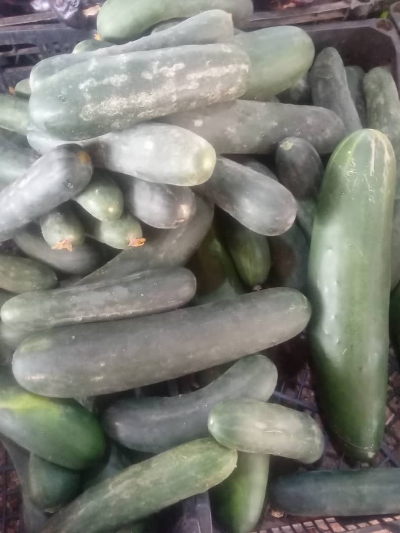 Pepino