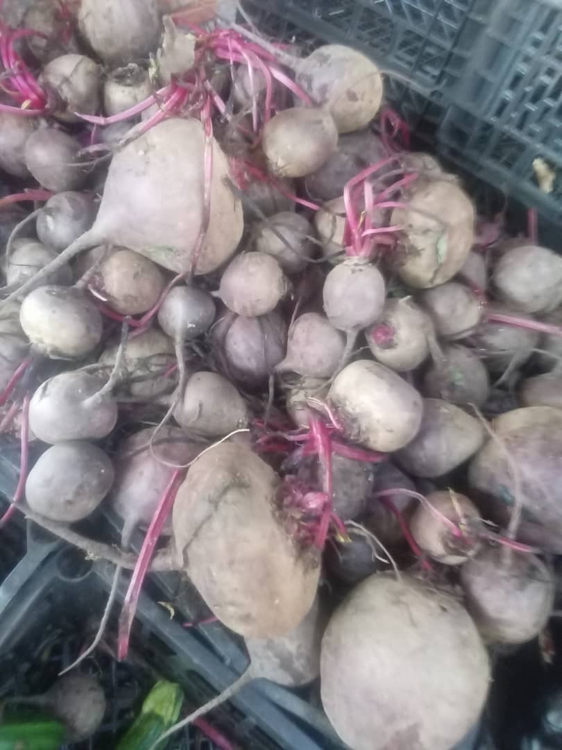 Remolacha