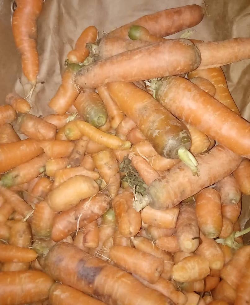 Zanahorias