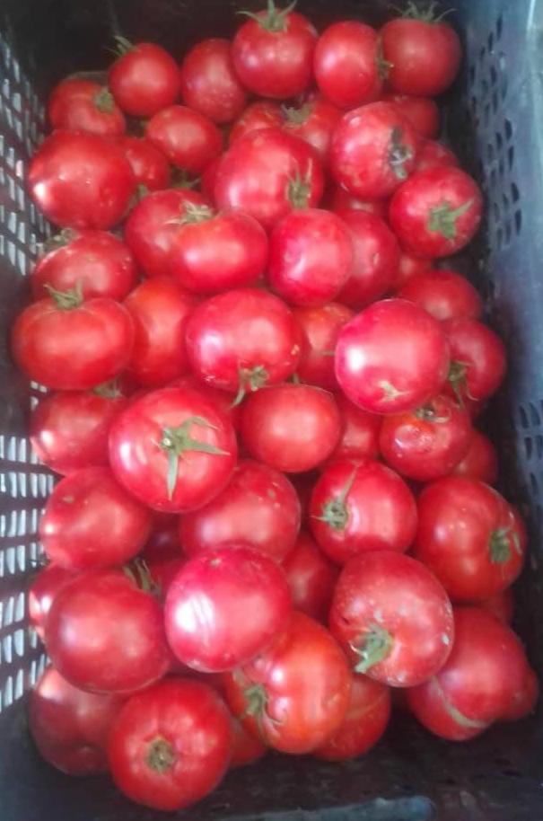 Caja de tomates